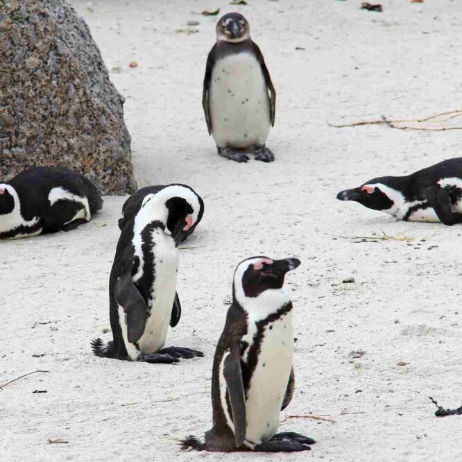 manchots-cap-afrique-sud-couv