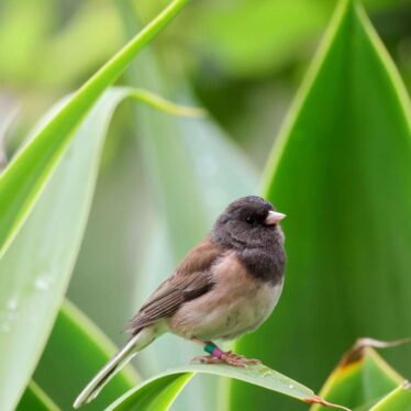 oiseaux-urbains-covid-couv