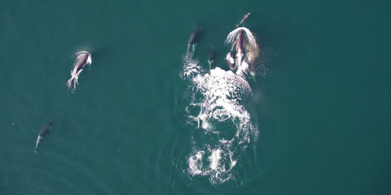 orques-dauphins-chasser-couv