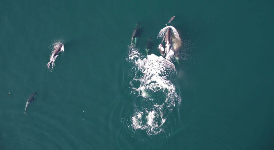 orques-dauphins-chasser-couv