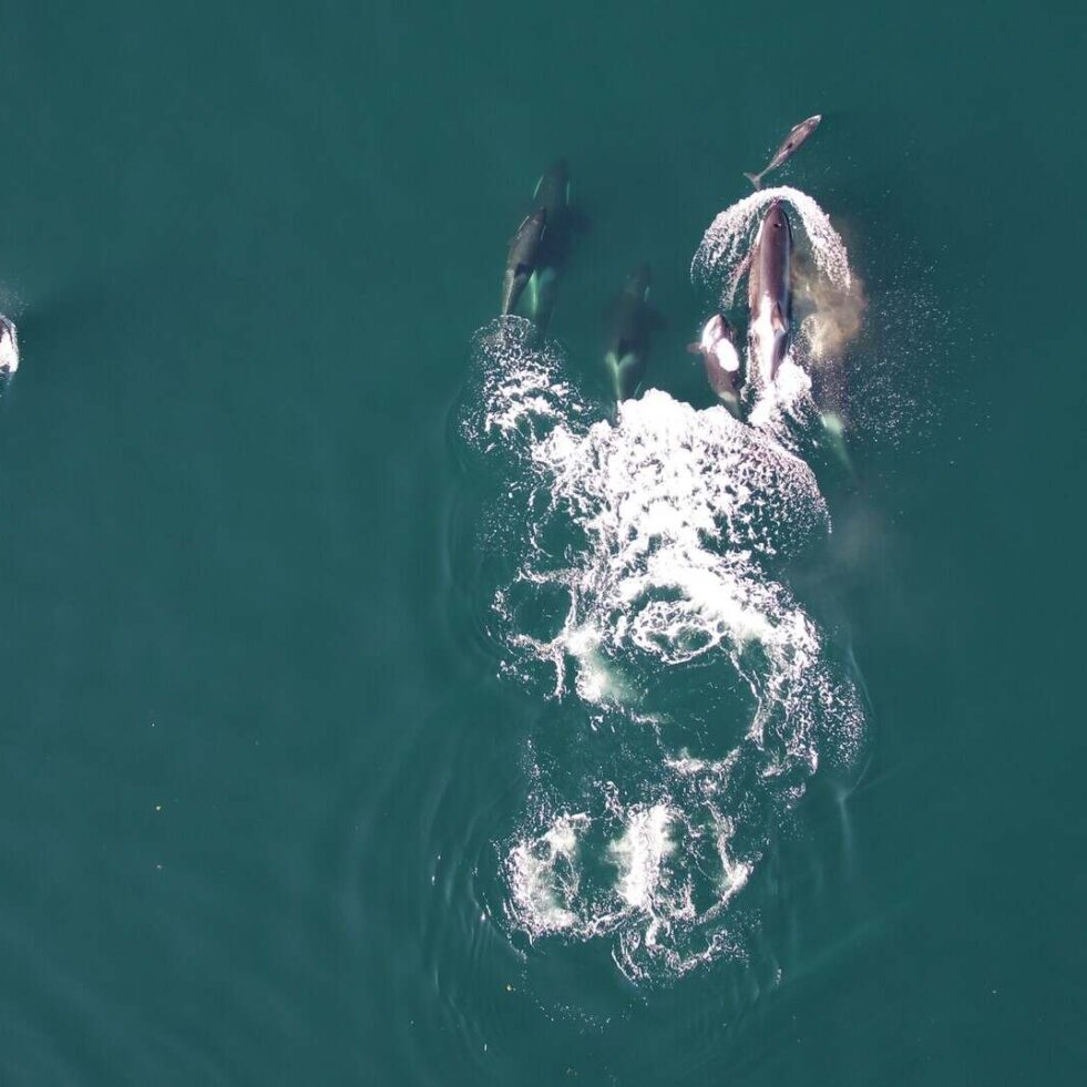 orques-dauphins-chasser-couv