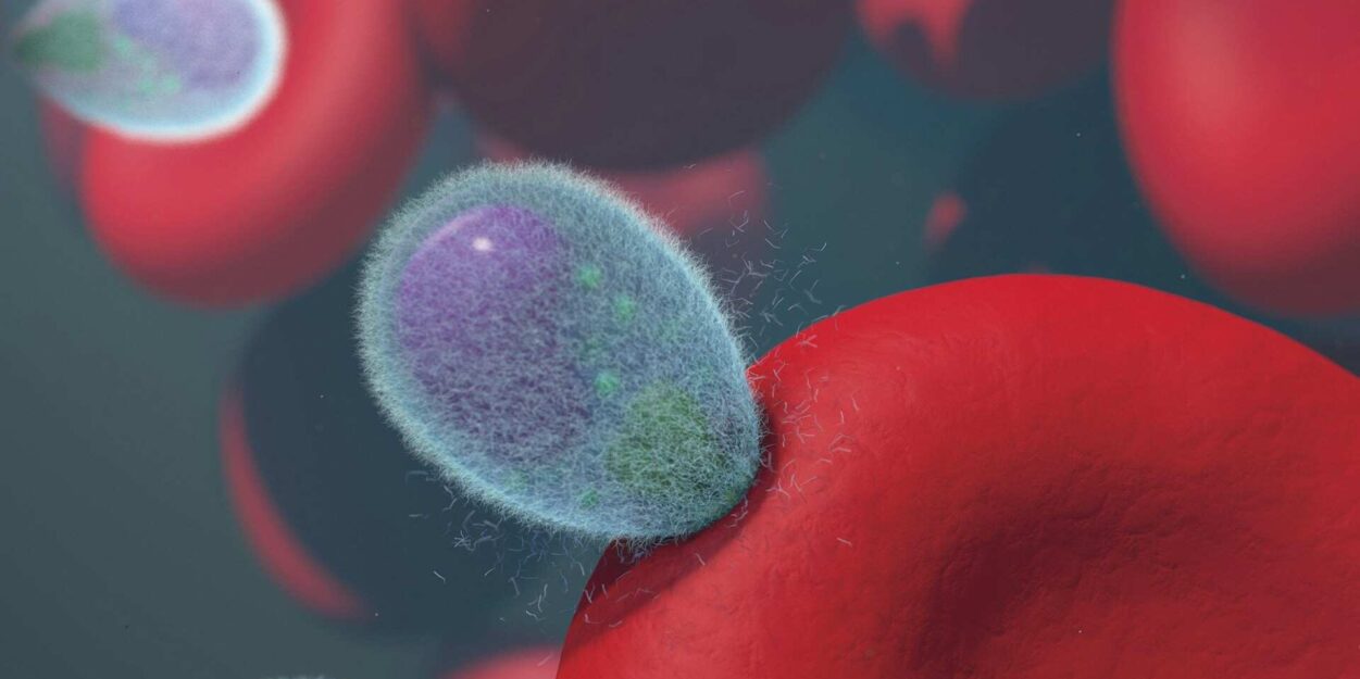 rajeunir-systeme-immunitaire-couv