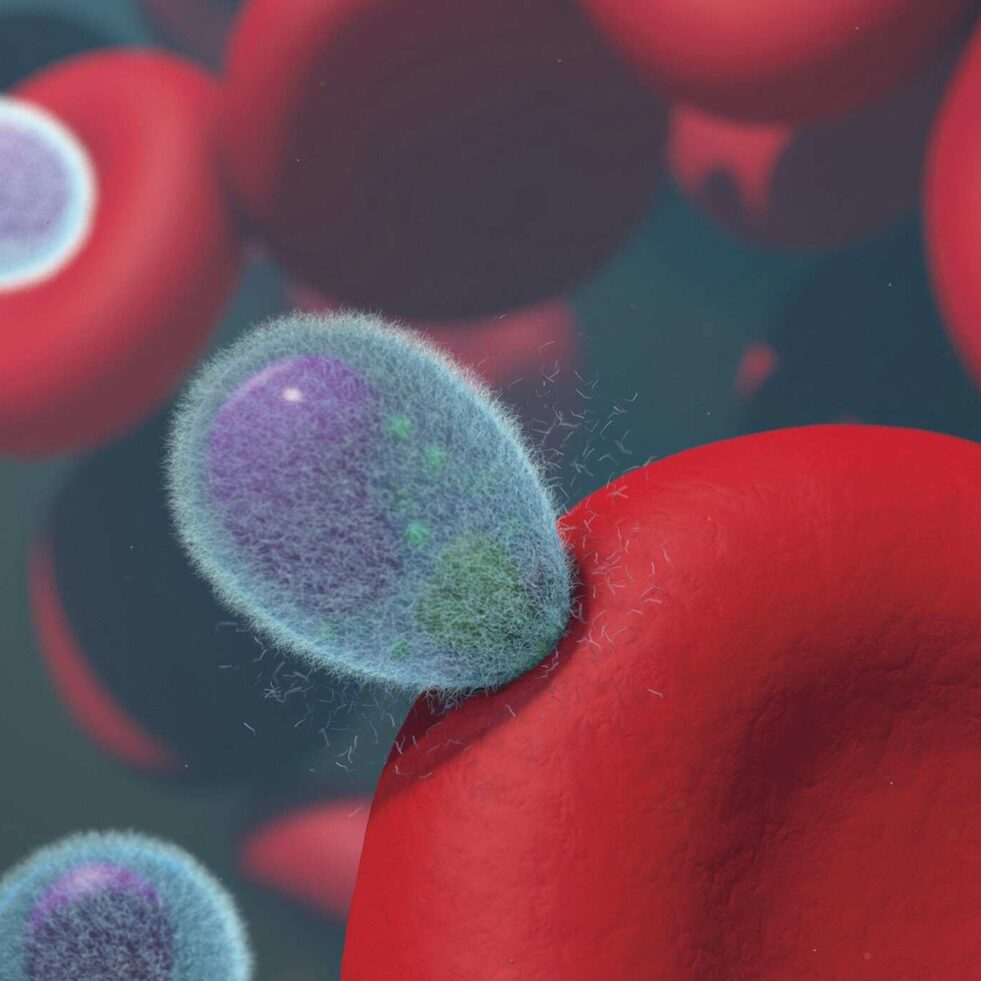 rajeunir-systeme-immunitaire-couv