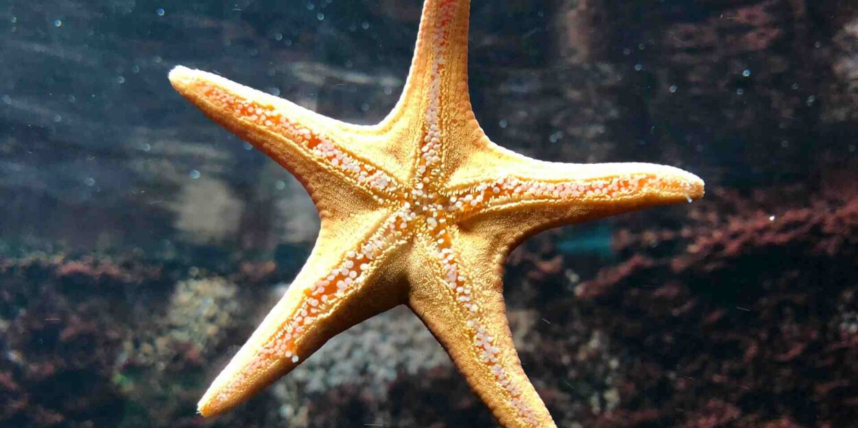 Etoile-mer-pieds-couv