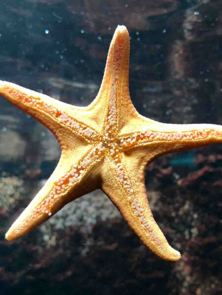 Etoile-mer-pieds-couv