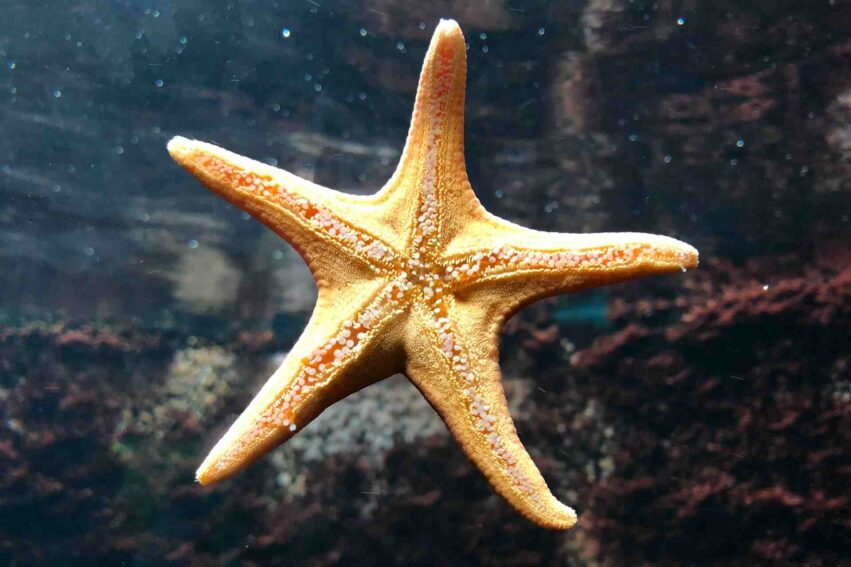 Etoile-mer-pieds-couv