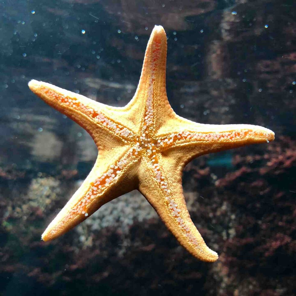 Etoile-mer-pieds-couv