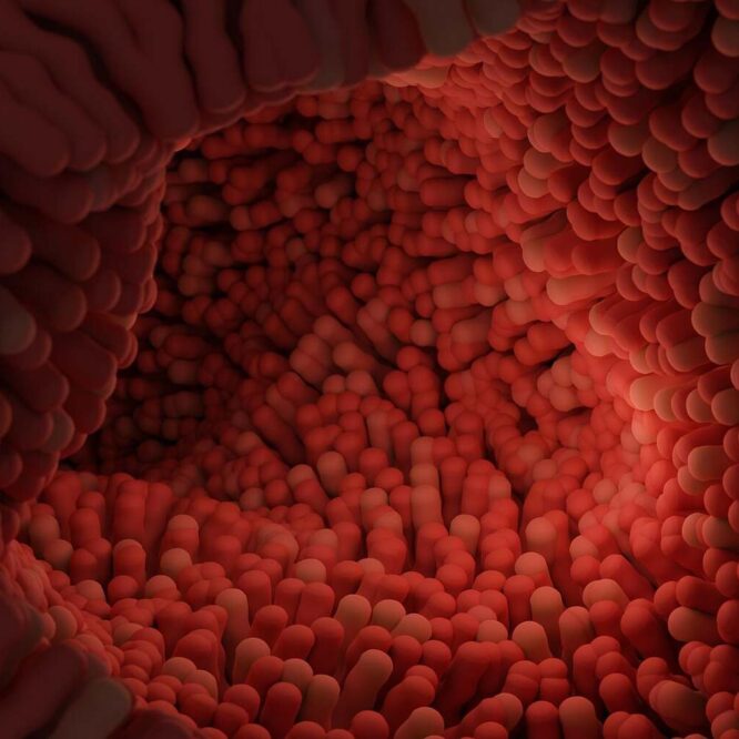 car-therapie-autoregenere-intestin-couv