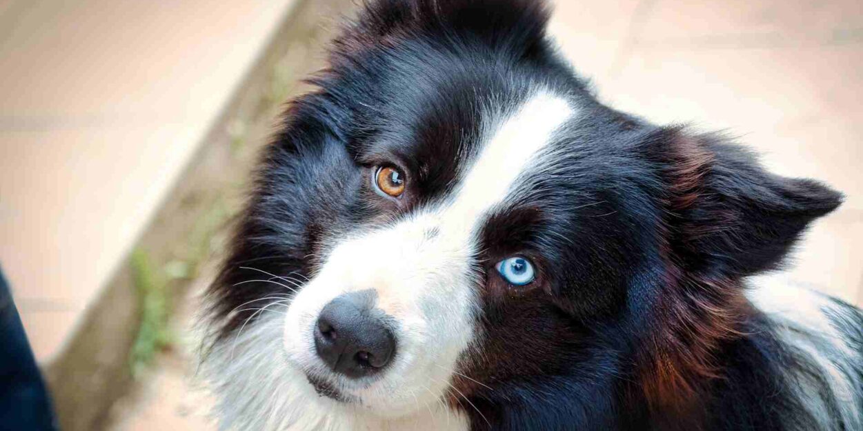 chiens-surdoues-noms-objets-couv