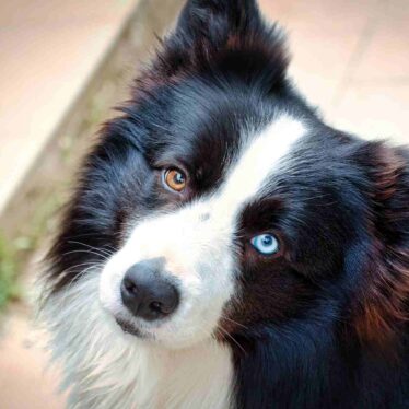 chiens-surdoues-noms-objets-couv