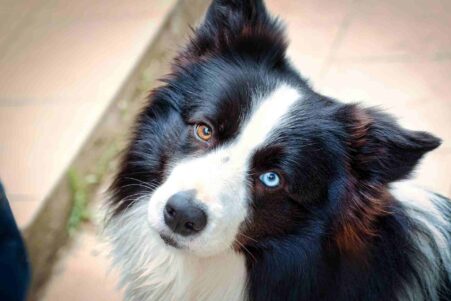 chiens-surdoues-noms-objets-couv