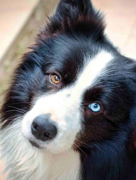 chiens-surdoues-noms-objets-couv