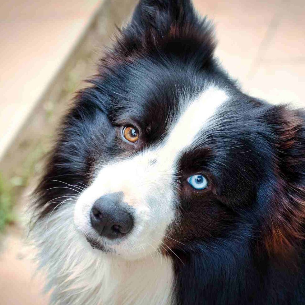 chiens-surdoues-noms-objets-couv