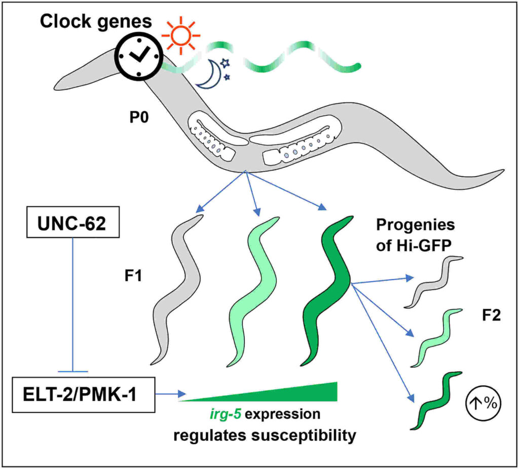circadian-rhythms-immunite