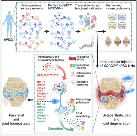 eponge-douleur-cerveau-couv