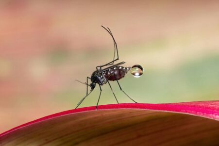 jurassik-park-moustique-couv