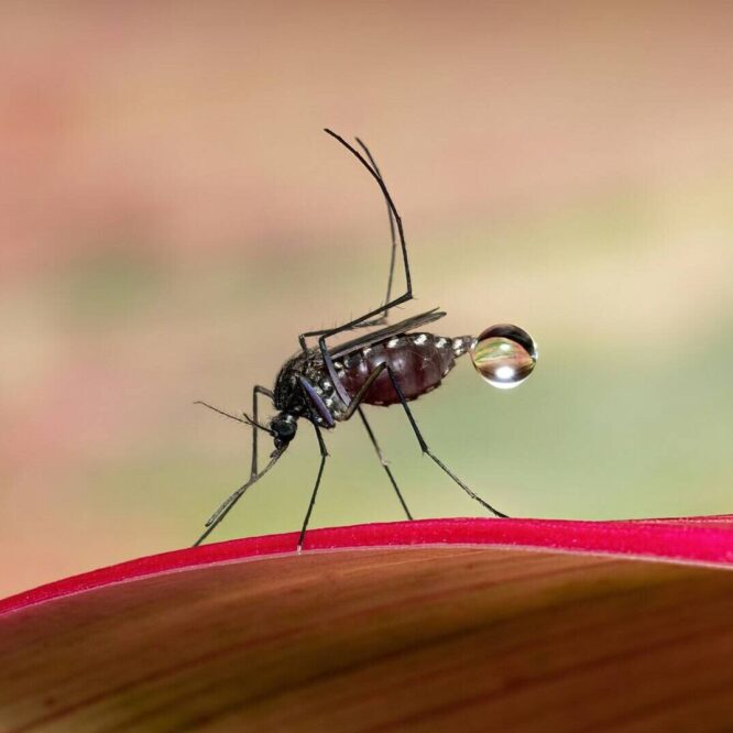 jurassik-park-moustique-couv