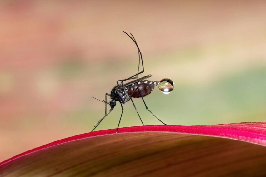 jurassik-park-moustique-couv