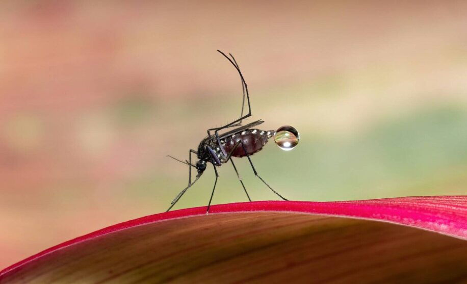 jurassik-park-moustique-couv