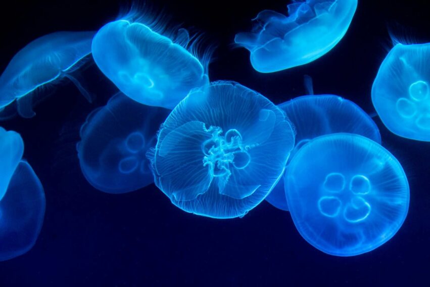 meduses-anemones-sommeil-humain-couv