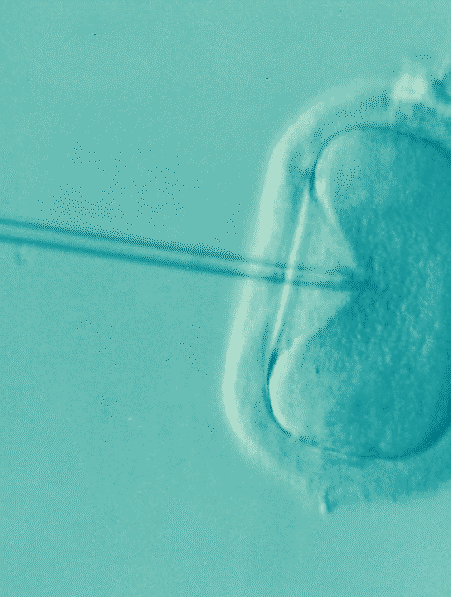 proteine-rajeunir-ovules-couv