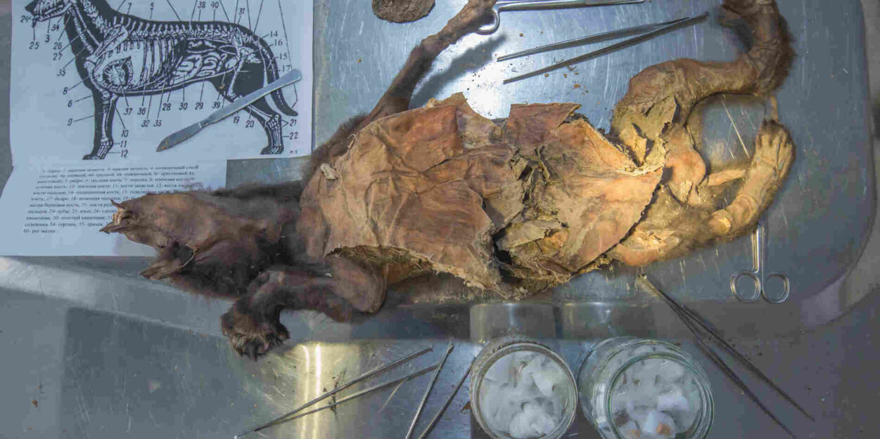 rhinoceros-laineux-loup-couv