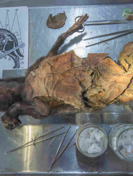 rhinoceros-laineux-loup-couv