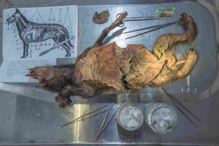 rhinoceros-laineux-loup-couv