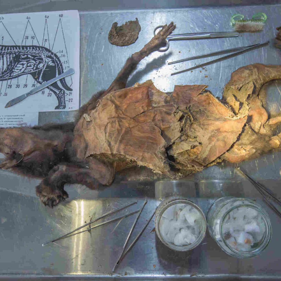 rhinoceros-laineux-loup-couv