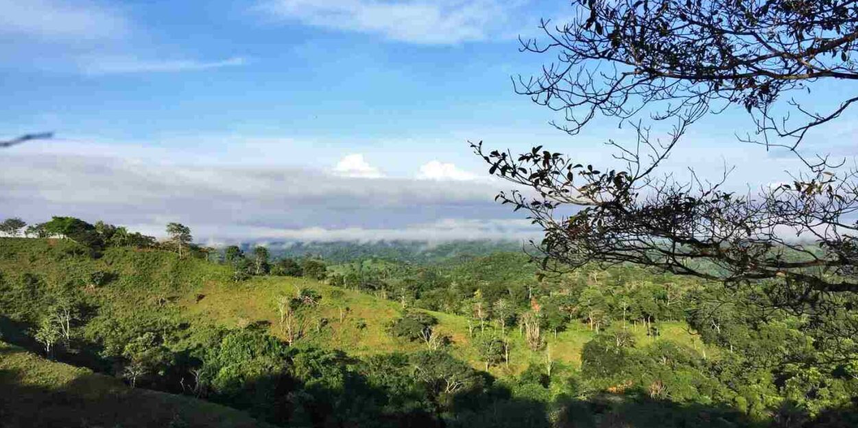 supplement-azote-regeneration-forets-couv