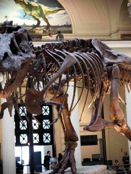 t-rex-40-ans-grandir-couv