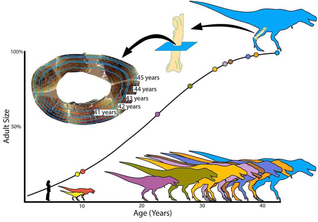 Tyrannosaurus rex croissance