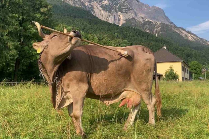 Vache utilise outils