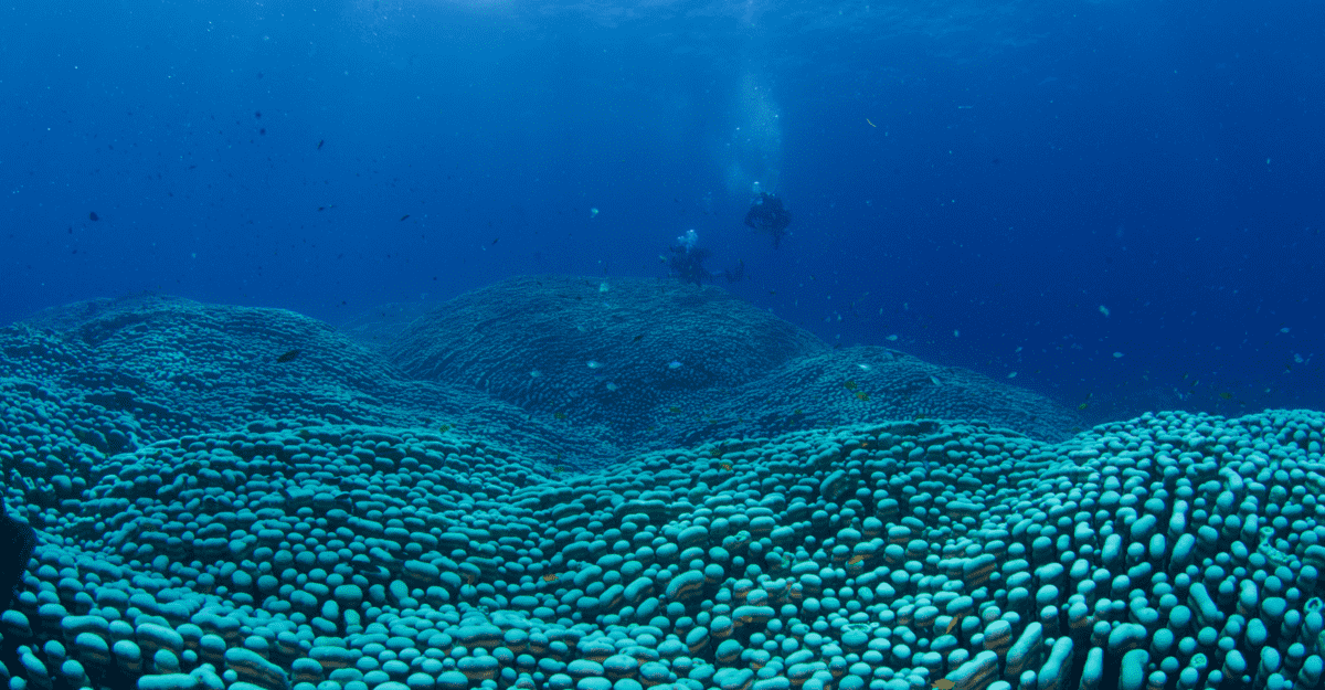 corail-geant-australie-couv