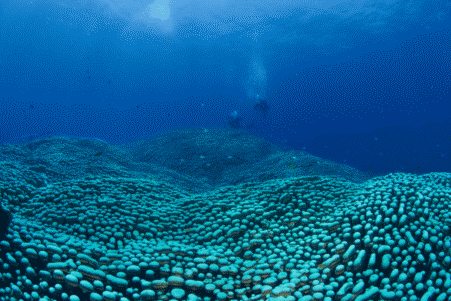 corail-geant-australie-couv