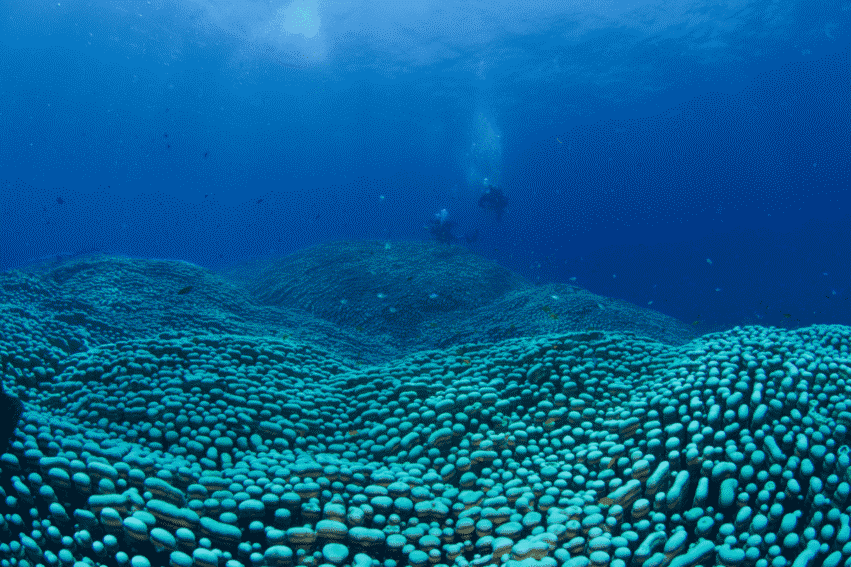 corail-geant-australie-couv