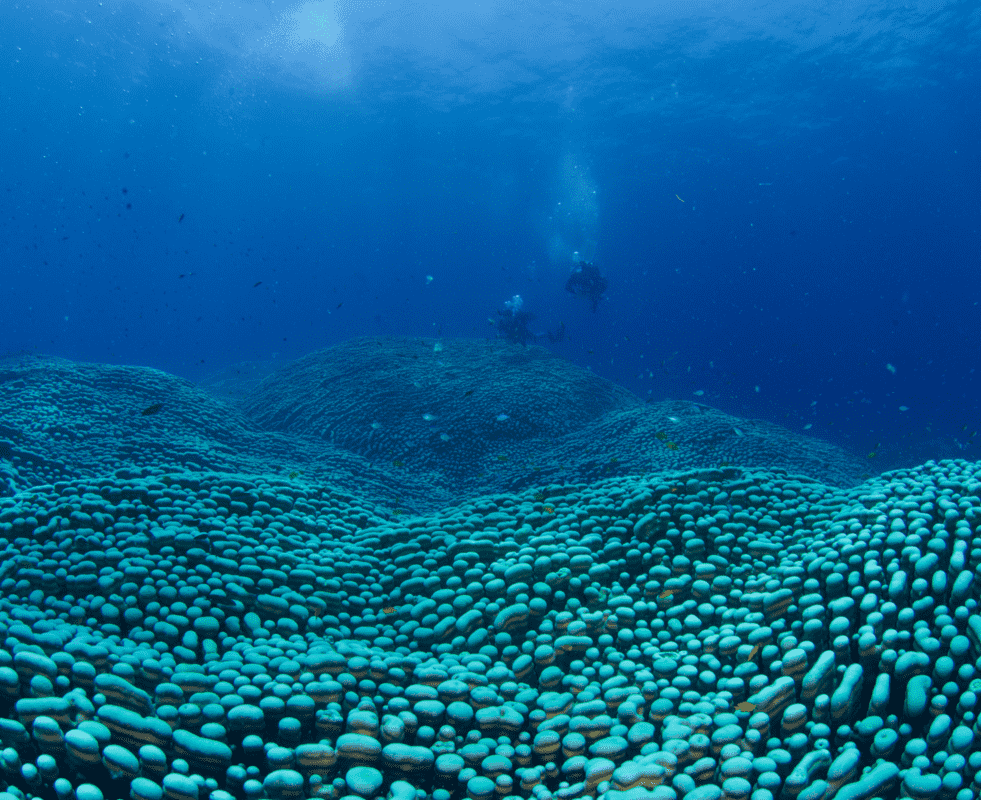 corail-geant-australie-couv