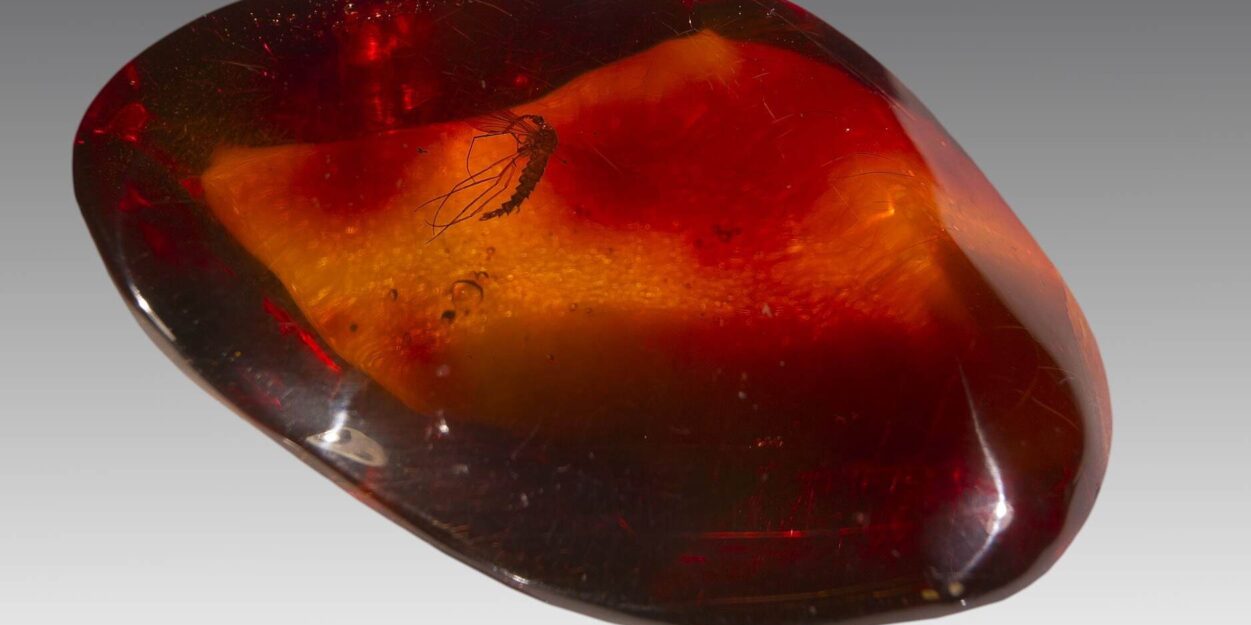 moustiques-anciens-hominides-couv