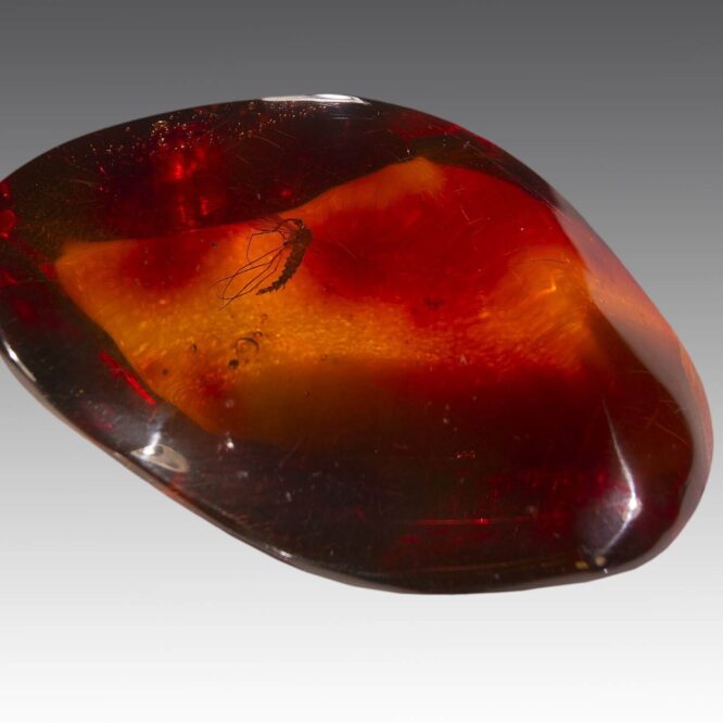 moustiques-anciens-hominides-couv