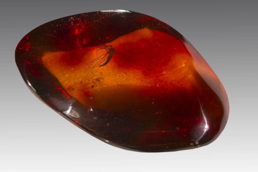 moustiques-anciens-hominides-couv