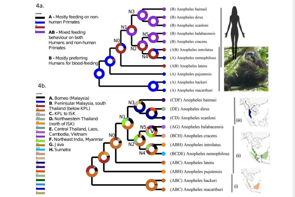 moustiques-sang-humain