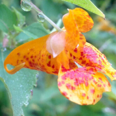 plantes-cicatrices-genetique-couv