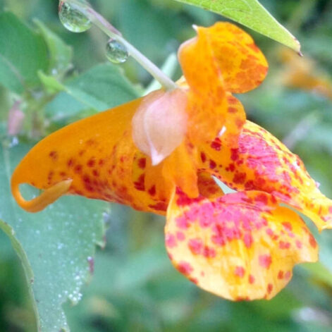 plantes-cicatrices-genetique-couv