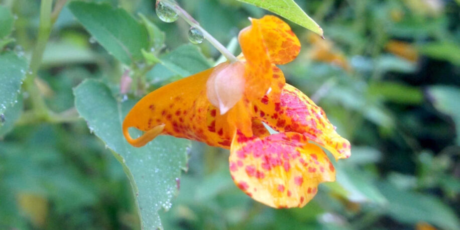 plantes-cicatrices-genetique-couv