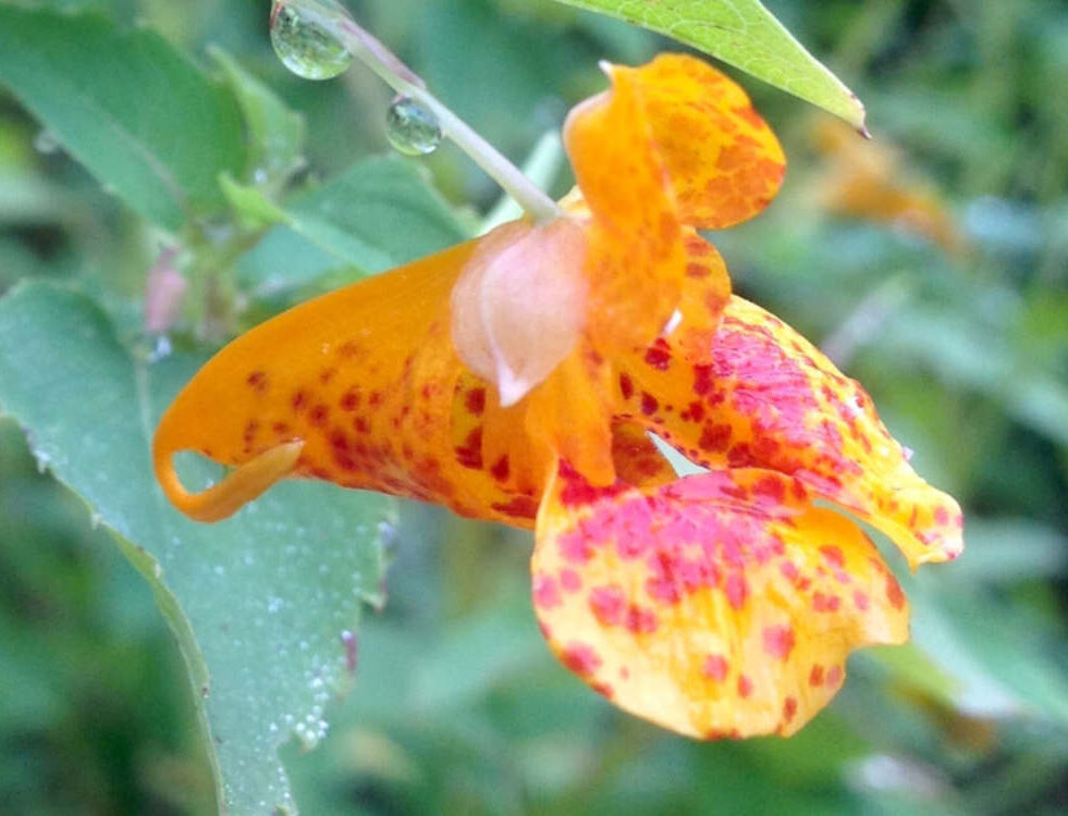 plantes-cicatrices-genetique-couv