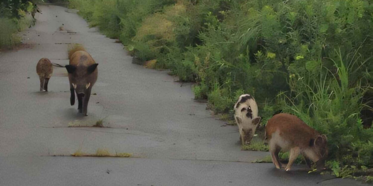 porcs-sangliers-fukushima-couv