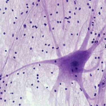 proteine-vieillissement-cerebral-couv