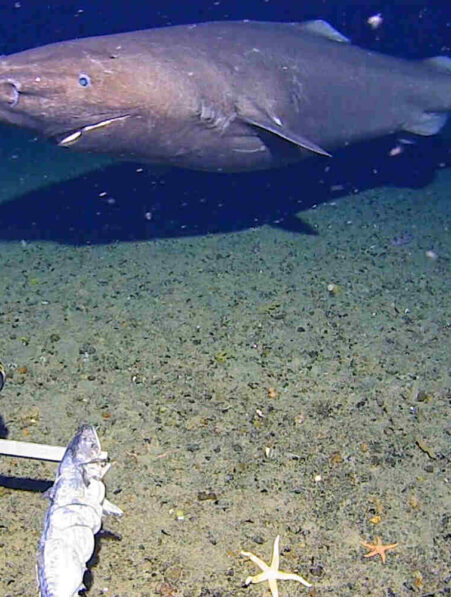 requin-antarctique-premiere-couv