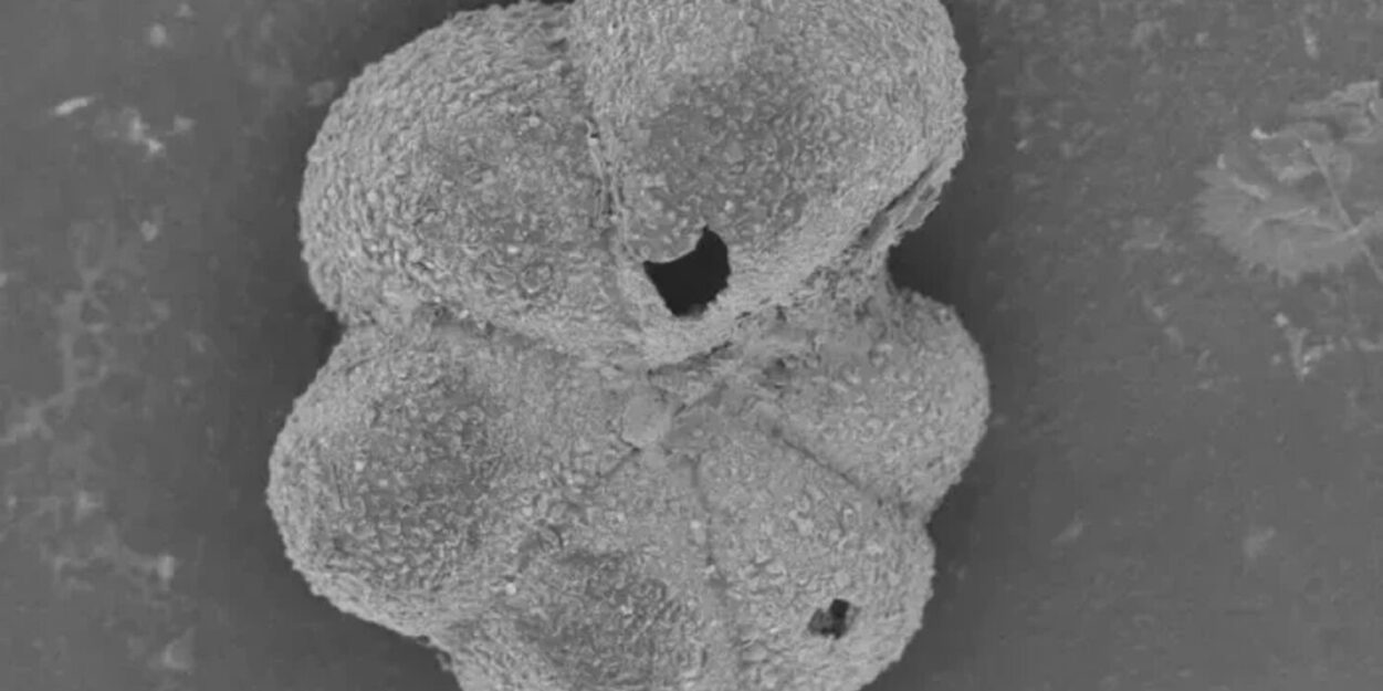 vie-retablie-asteroide-couv