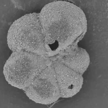 vie-retablie-asteroide-couv